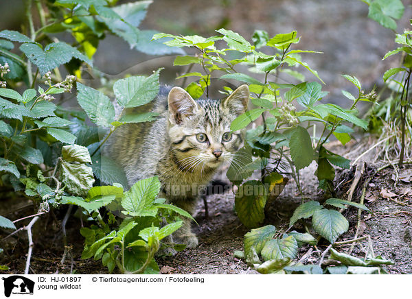 junge Wildkatze / young wildcat / HJ-01897