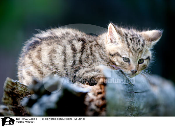 junge Wildkatze / young wildcat / MAZ-02651