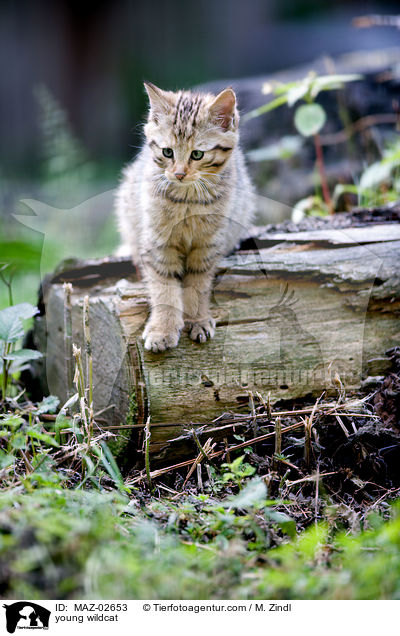 junge Wildkatze / young wildcat / MAZ-02653