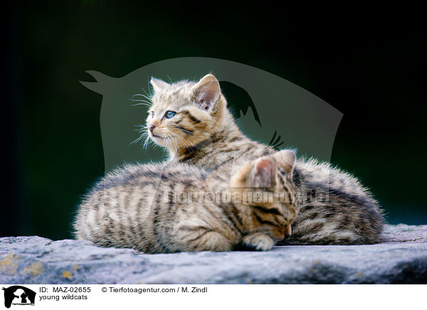 junge Wildkatzen / young wildcats / MAZ-02655