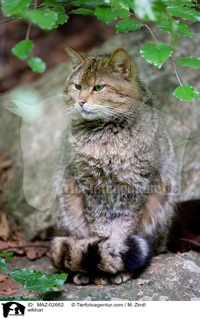 Wildkatze / wildcat / MAZ-02662