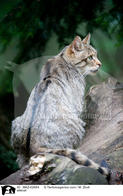 Wildkatze / wildcat / MAZ-02664