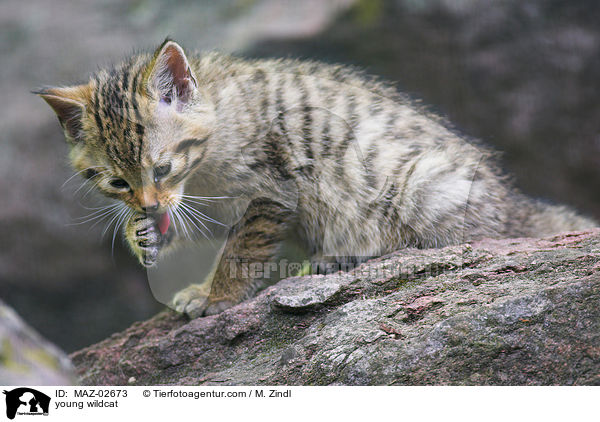 junge Wildkatze / young wildcat / MAZ-02673