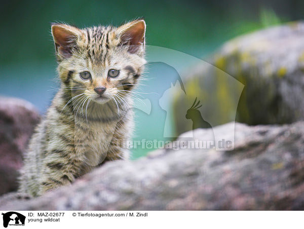 junge Wildkatze / young wildcat / MAZ-02677