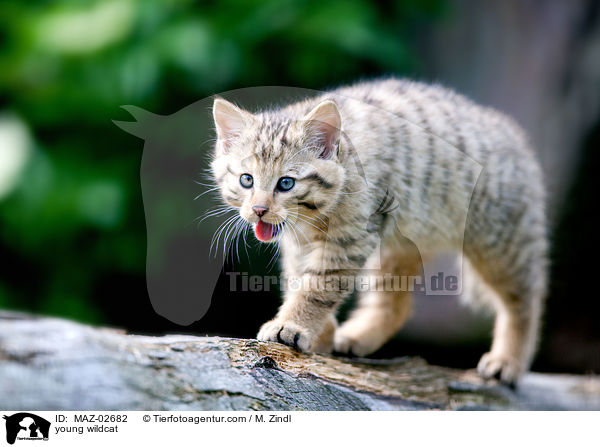 junge Wildkatze / young wildcat / MAZ-02682