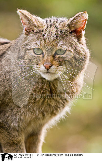 wildcat portrait / MBS-04454