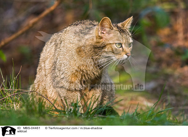 Wildkatze / wildcat / MBS-04461