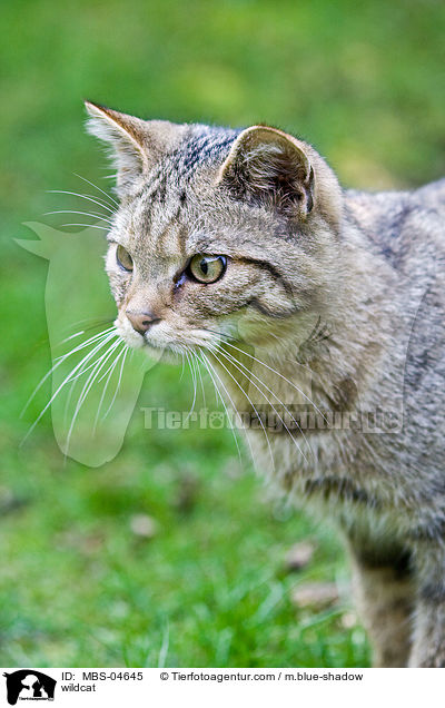 Wildkatze / wildcat / MBS-04645