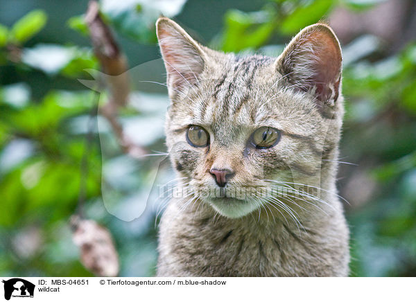 Wildkatze / wildcat / MBS-04651