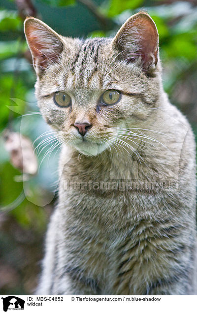 Wildkatze / wildcat / MBS-04652