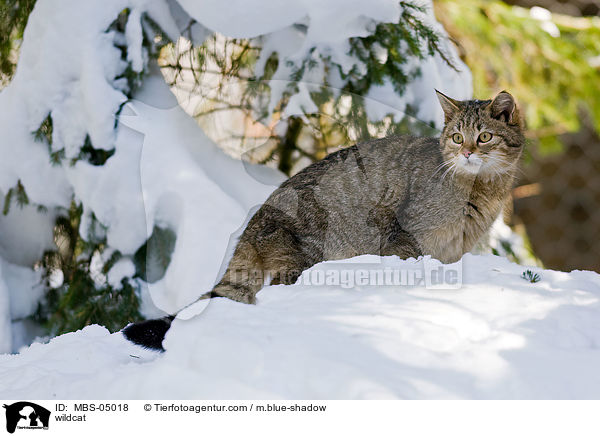 Wildkatze / wildcat / MBS-05018