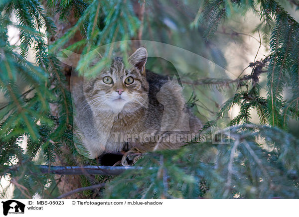 Wildkatze / wildcat / MBS-05023