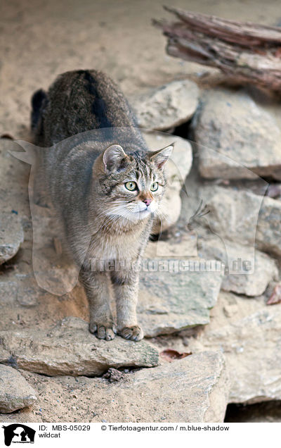 Wildkatze / wildcat / MBS-05029