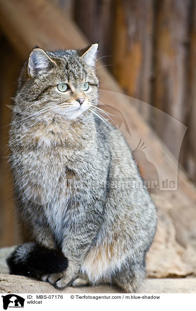 Wildkatze / wildcat / MBS-07176