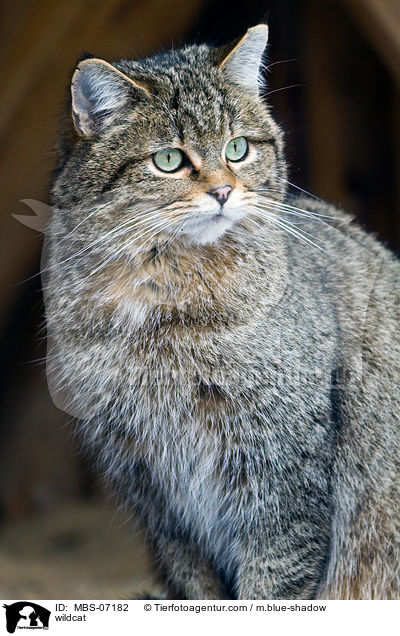 Wildkatze / wildcat / MBS-07182