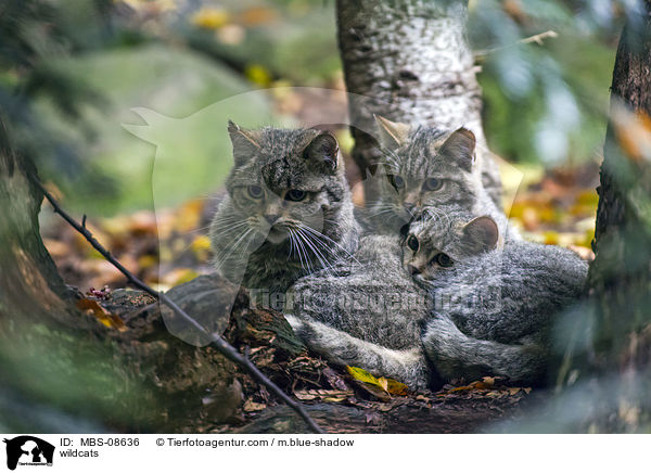 Wildkatzen / wildcats / MBS-08636