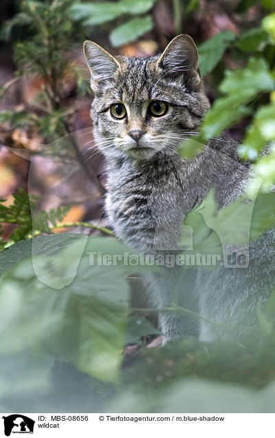 Wildkatze / wildcat / MBS-08656