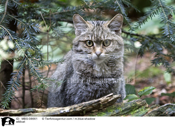 Wildkatze / wildcat / MBS-08661