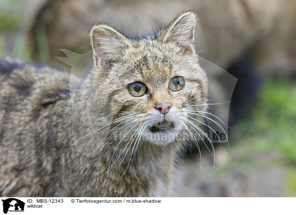 Wildkatze / wildcat / MBS-12343