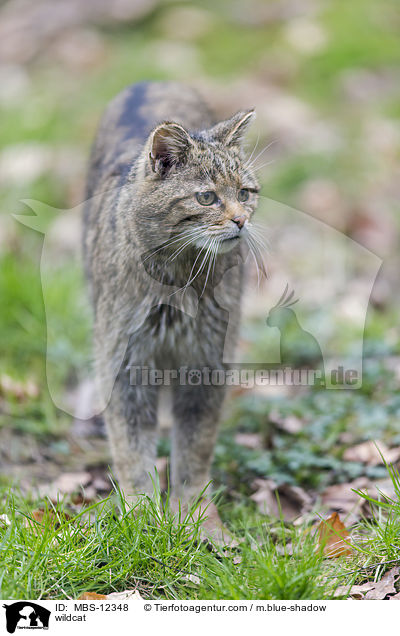 Wildkatze / wildcat / MBS-12348