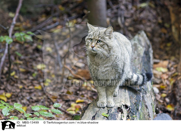 Wildkatze / wildcat / MBS-13499