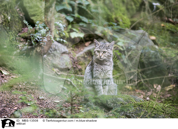 Wildkatze / wildcat / MBS-13508