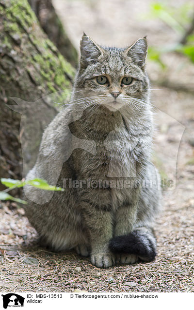 Wildkatze / wildcat / MBS-13513