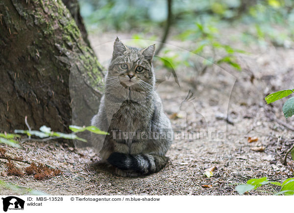 Wildkatze / wildcat / MBS-13528