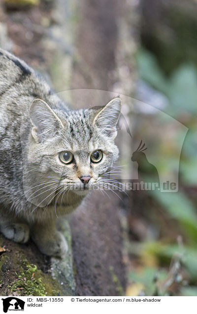 Wildkatze / wildcat / MBS-13550