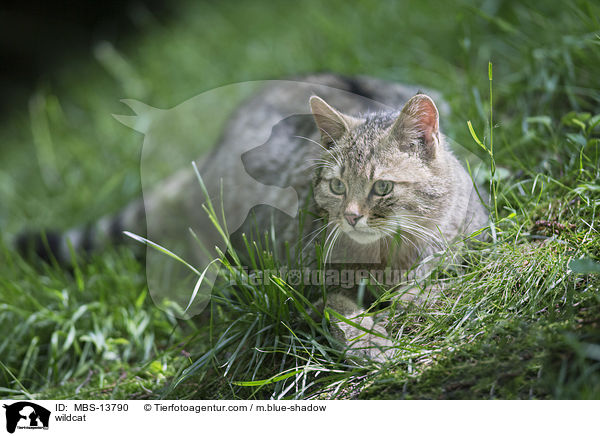 Wildkatze / wildcat / MBS-13790