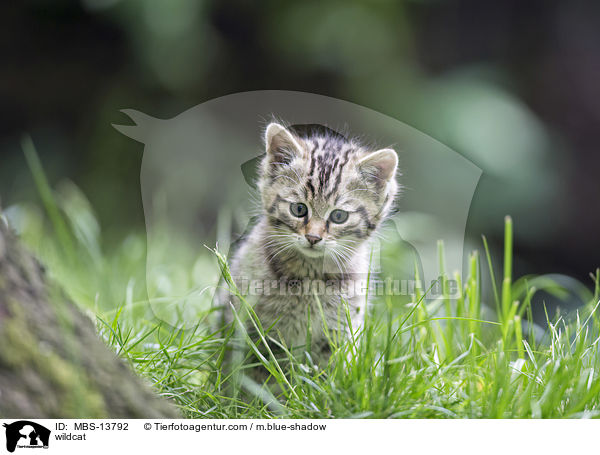 Wildkatze / wildcat / MBS-13792