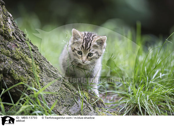 Wildkatze / wildcat / MBS-13793