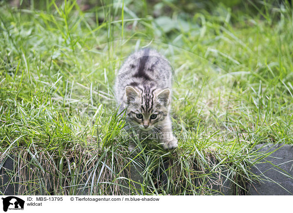 Wildkatze / wildcat / MBS-13795