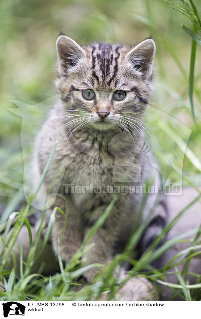 Wildkatze / wildcat / MBS-13798