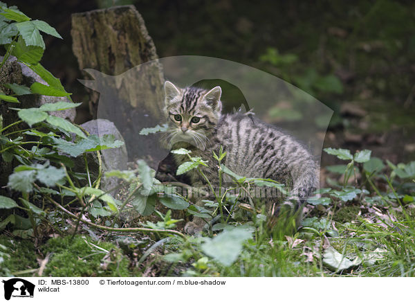 Wildkatze / wildcat / MBS-13800