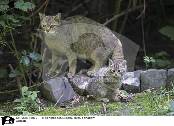 Wildkatzen / wildcats / MBS-13802