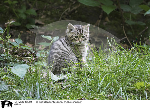 Wildkatze / wildcat / MBS-13804