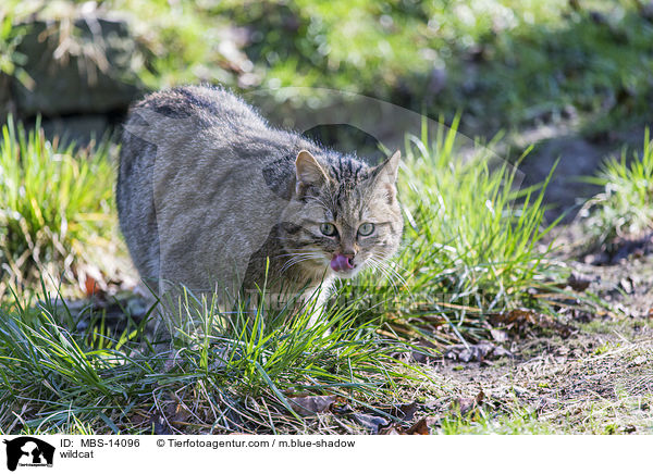 Wildkatze / wildcat / MBS-14096