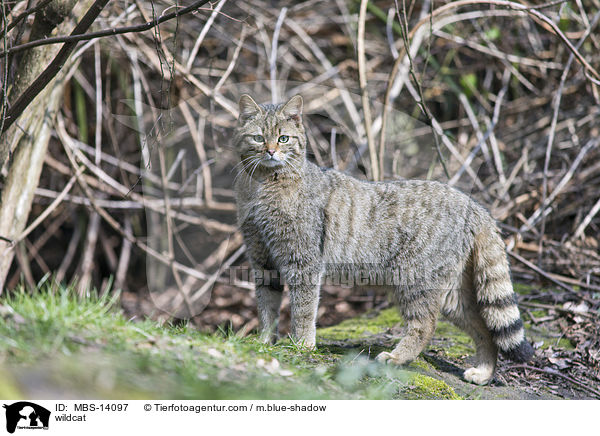 Wildkatze / wildcat / MBS-14097