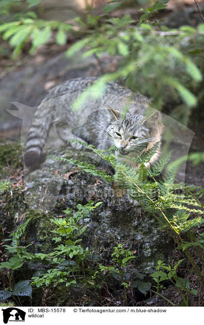 Wildkatze / wildcat / MBS-15578