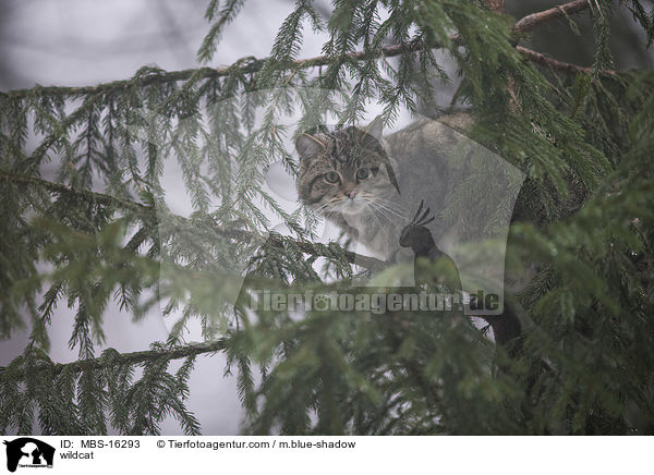 Wildkatze / wildcat / MBS-16293