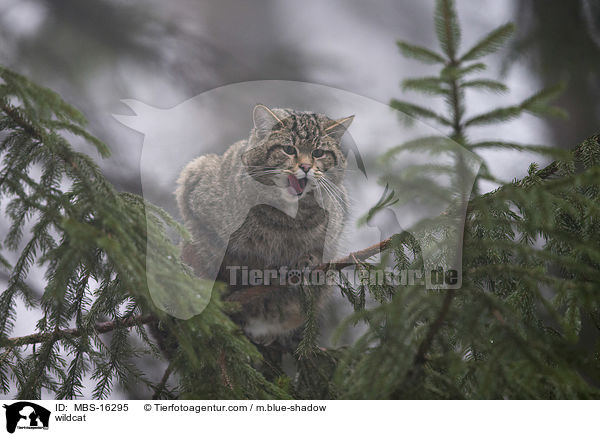 Wildkatze / wildcat / MBS-16295