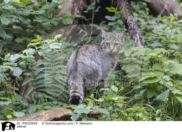 Wildkatze / wildcat / PW-02649