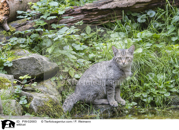 Wildkatze / wildcat / PW-02683