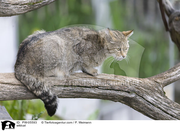 Wildkatze / wildcat / PW-05593