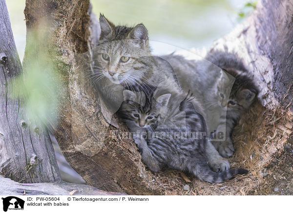 Wildkatze mit Jungen / wildcat with babies / PW-05604