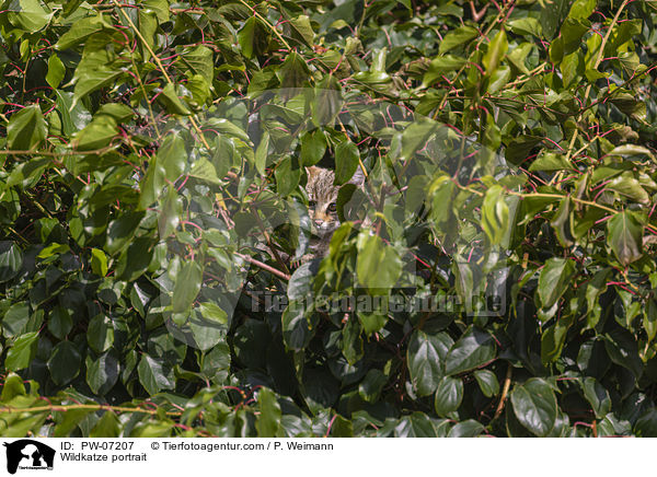 Wildkatze Portrait / Wildkatze portrait / PW-07207