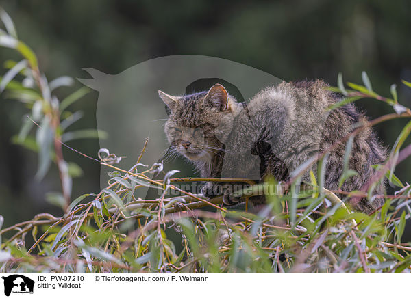 sitzende Wildkatze / sitting Wildcat / PW-07210