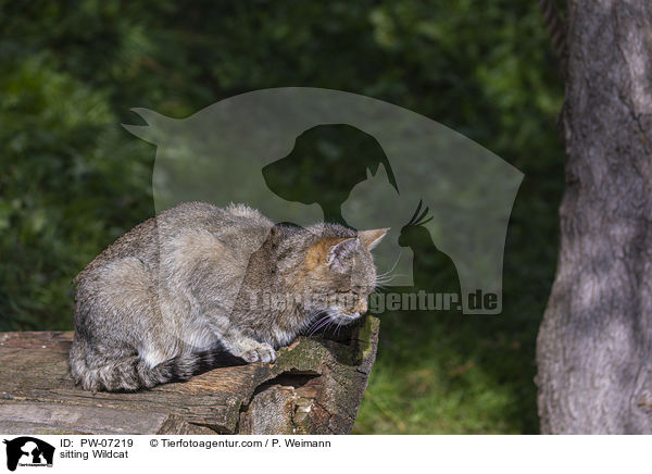 sitzende Wildkatze / sitting Wildcat / PW-07219