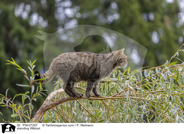 stehende Wildkatze / standing Wildcat / PW-07267